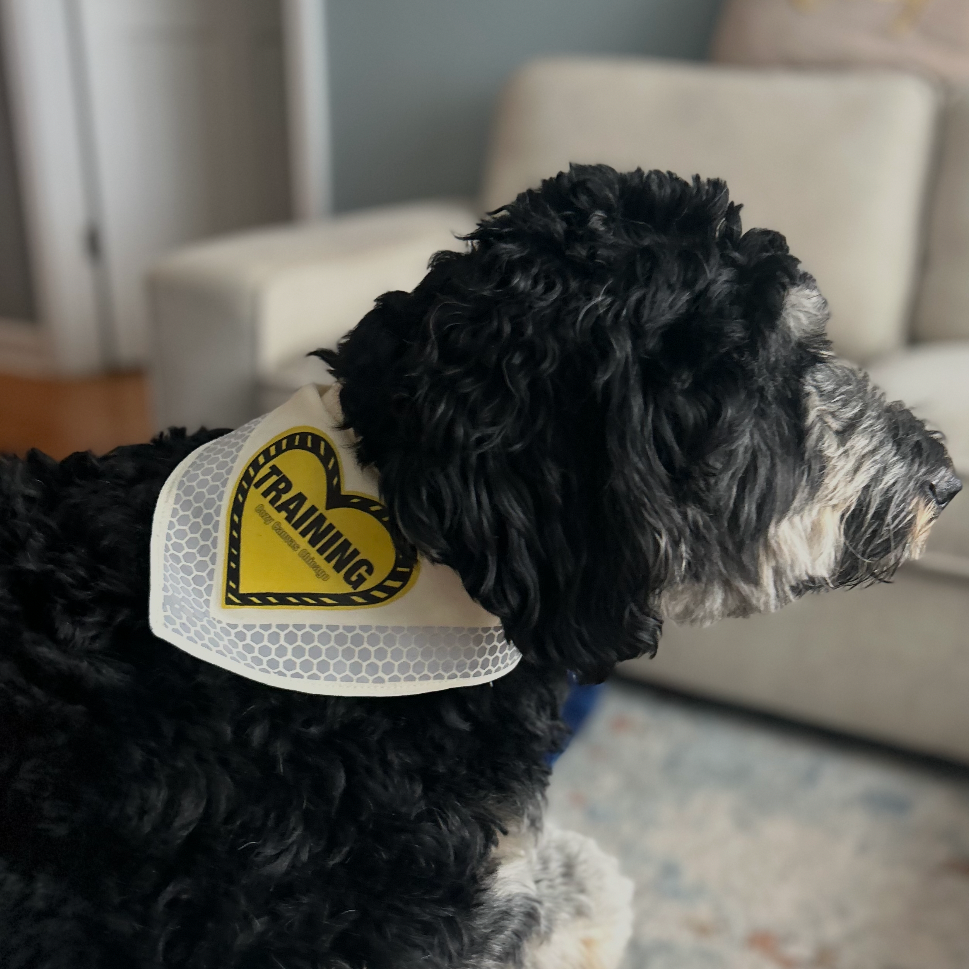 TRAINING HEART Bandana