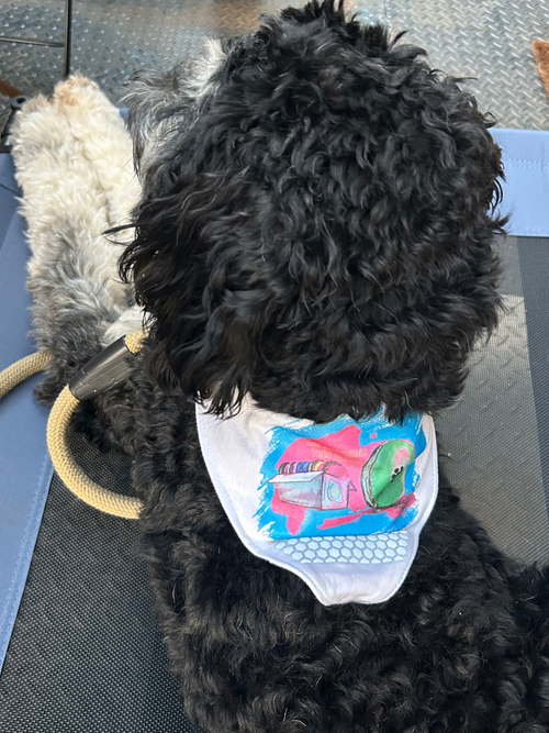 LES MACARONS Bandana